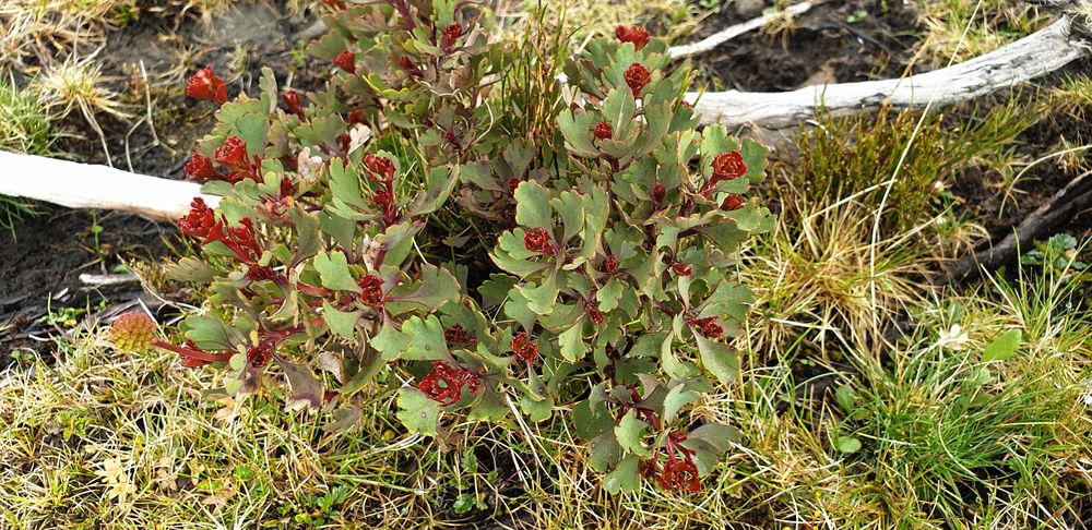 Mountain rocket Mountain rocket