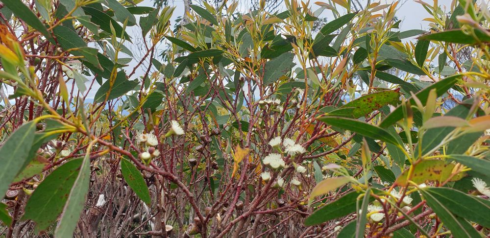 Flowering snow gum which only happens every two years Flowering snow gum which only happens every two years