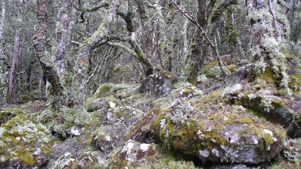 Enchanted forest. Enchanted forest.